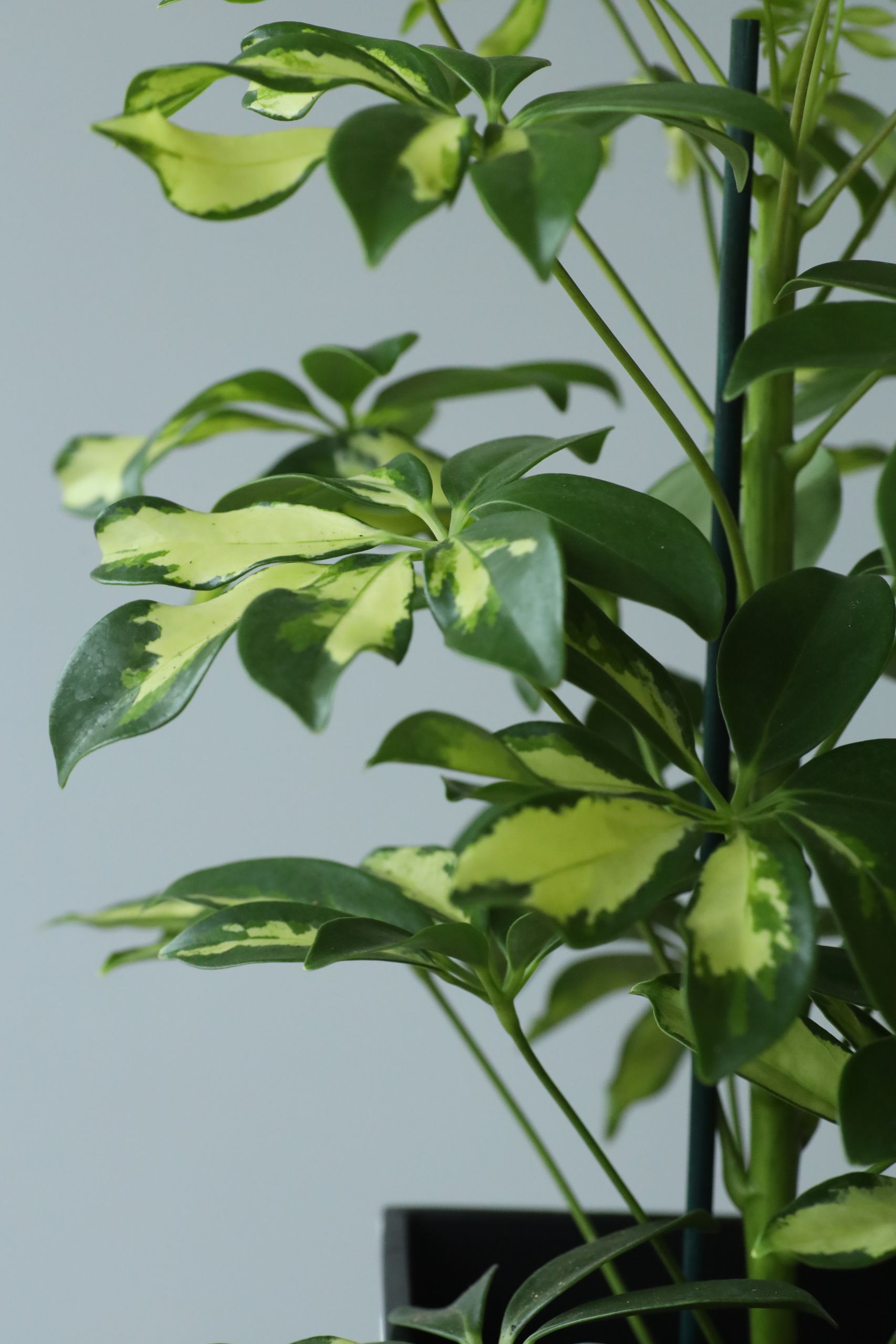 Шеффлера Герда (d13 / h45)