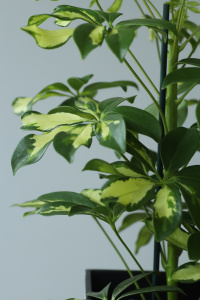 Шеффлера Герда (d13 / h45)