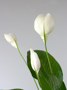 Спатифиллум (d21 / h100) Спатифиллум (d21 / h100)