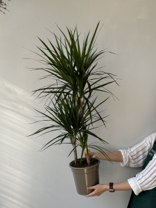 Драцена Маргината 3рр (d21 / h100) Драцена Маргината 3рр (d21 / h100)