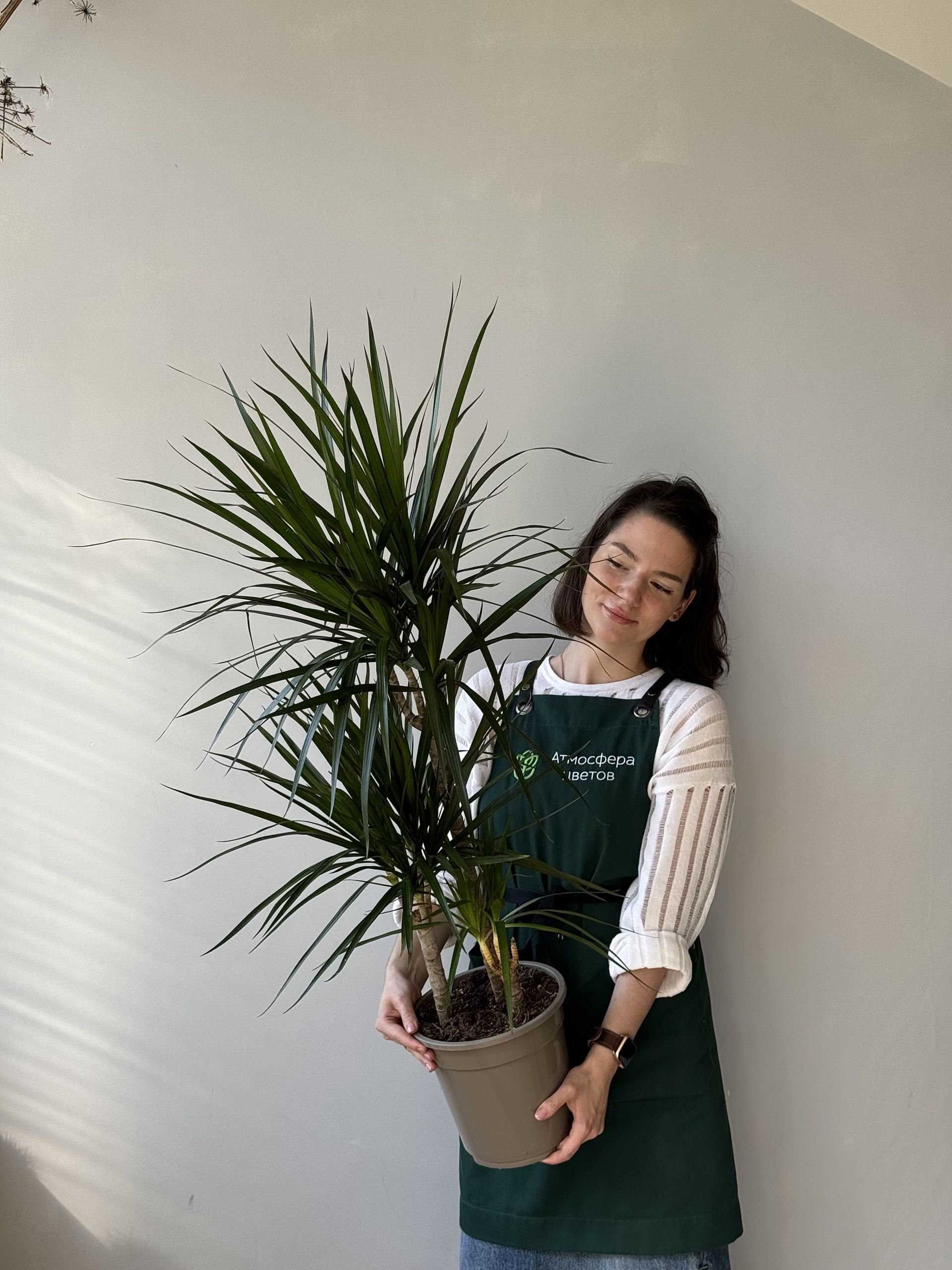 Драцена Маргината 3рр (d21 / h100) Драцена Маргината 3рр (d21 / h100)