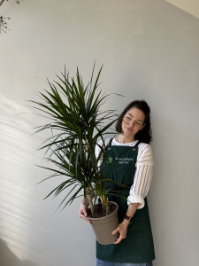 Драцена Маргината 3рр (d21 / h100) Драцена Маргината 3рр (d21 / h100)