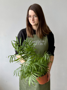 Хамедорея (d17 / h70) Хамедорея (d17 / h70)