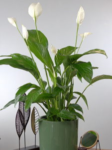 Спатифиллум (d21 / h100) Спатифиллум (d21 / h100)