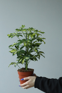 Шеффлера Герда (d13 / h45)