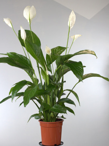 Спатифиллум (d21 / h100) Спатифиллум (d21 / h100)