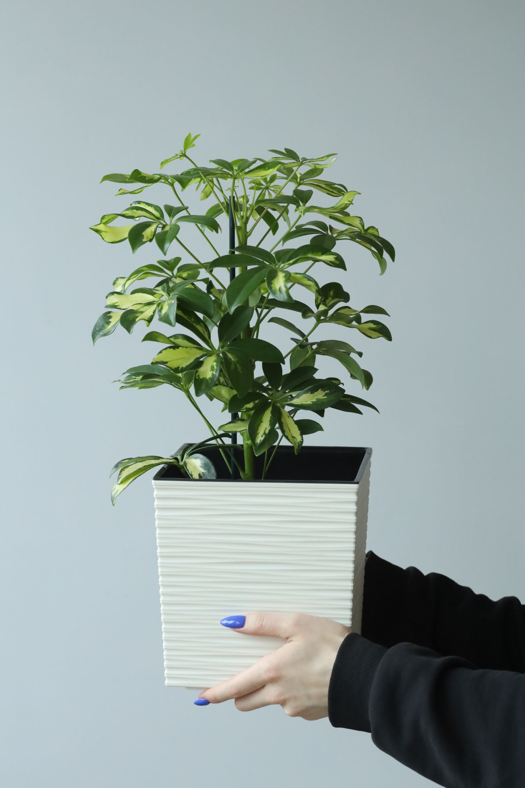 Шеффлера Герда (d13 / h45)