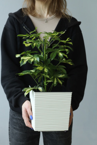 Шеффлера Герда (d13 / h45)