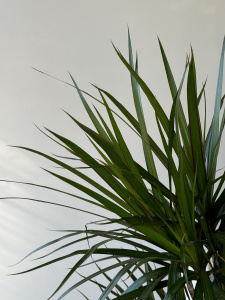 Драцена Маргината 3рр (d21 / h100) Драцена Маргината 3рр (d21 / h100)