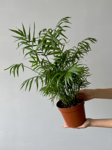 Хамедорея (d17 / h70) Хамедорея (d17 / h70)