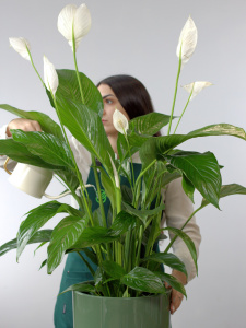 Спатифиллум (d21 / h100) Спатифиллум (d21 / h100)