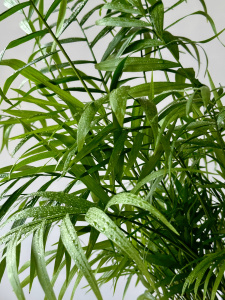 Хамедорея (d17 / h70) Хамедорея (d17 / h70)