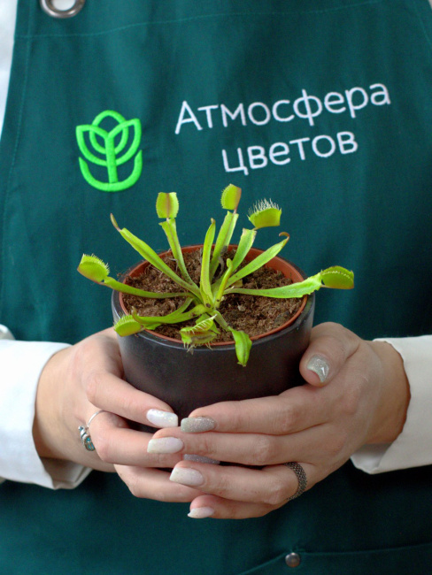 Венерина мухоловка (d9 / h10)